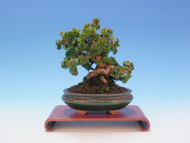 Bonsai 21: ???