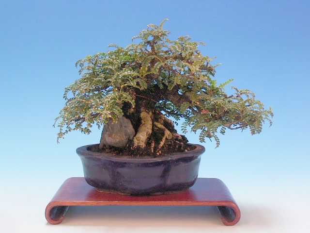 Bonsai 23: Isoyama elm