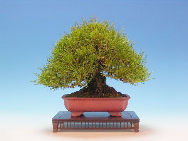 Bonsai 24: Japanese black pine