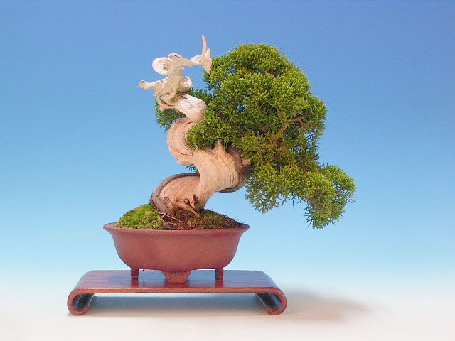 Bonsai 26: "True" Kashiwa juniper