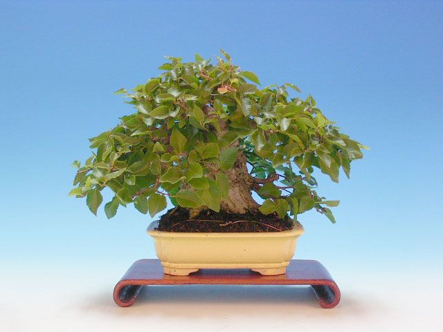 Bonsai 27: ???