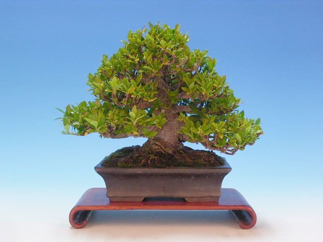 Bonsai 28: ???