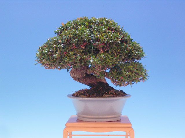 Bonsai 31: crepe myrtle(?)