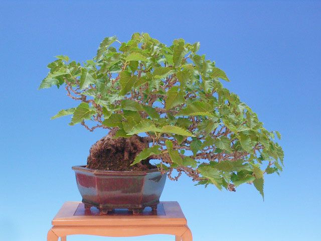 Bonsai 35: mulberry