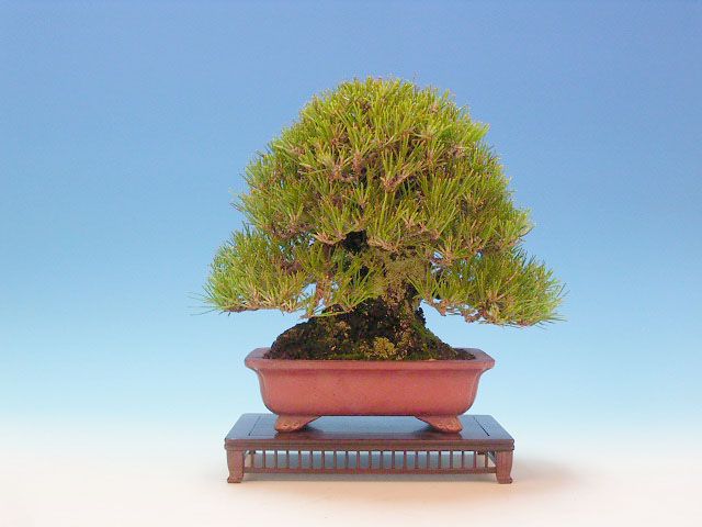 Bonsai 38: Japanese black pine