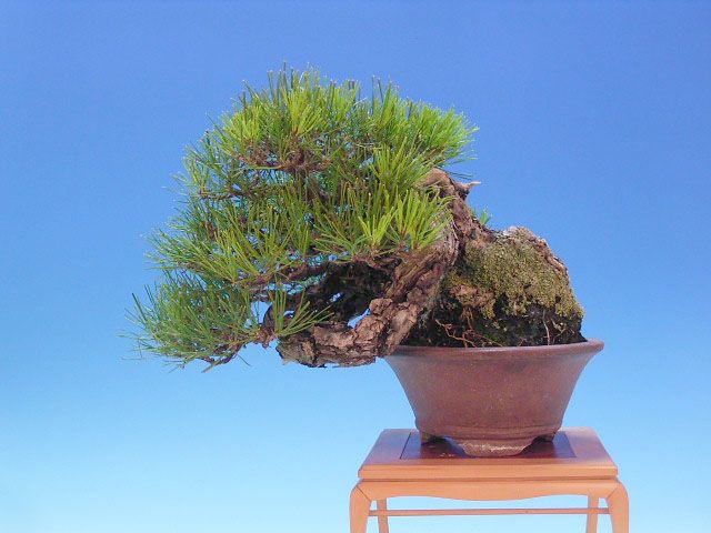 Bonsai 39: Akamatsu pine