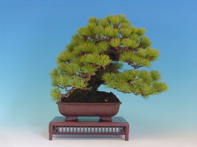 Bonsai 4: Japanese 5-needle pine