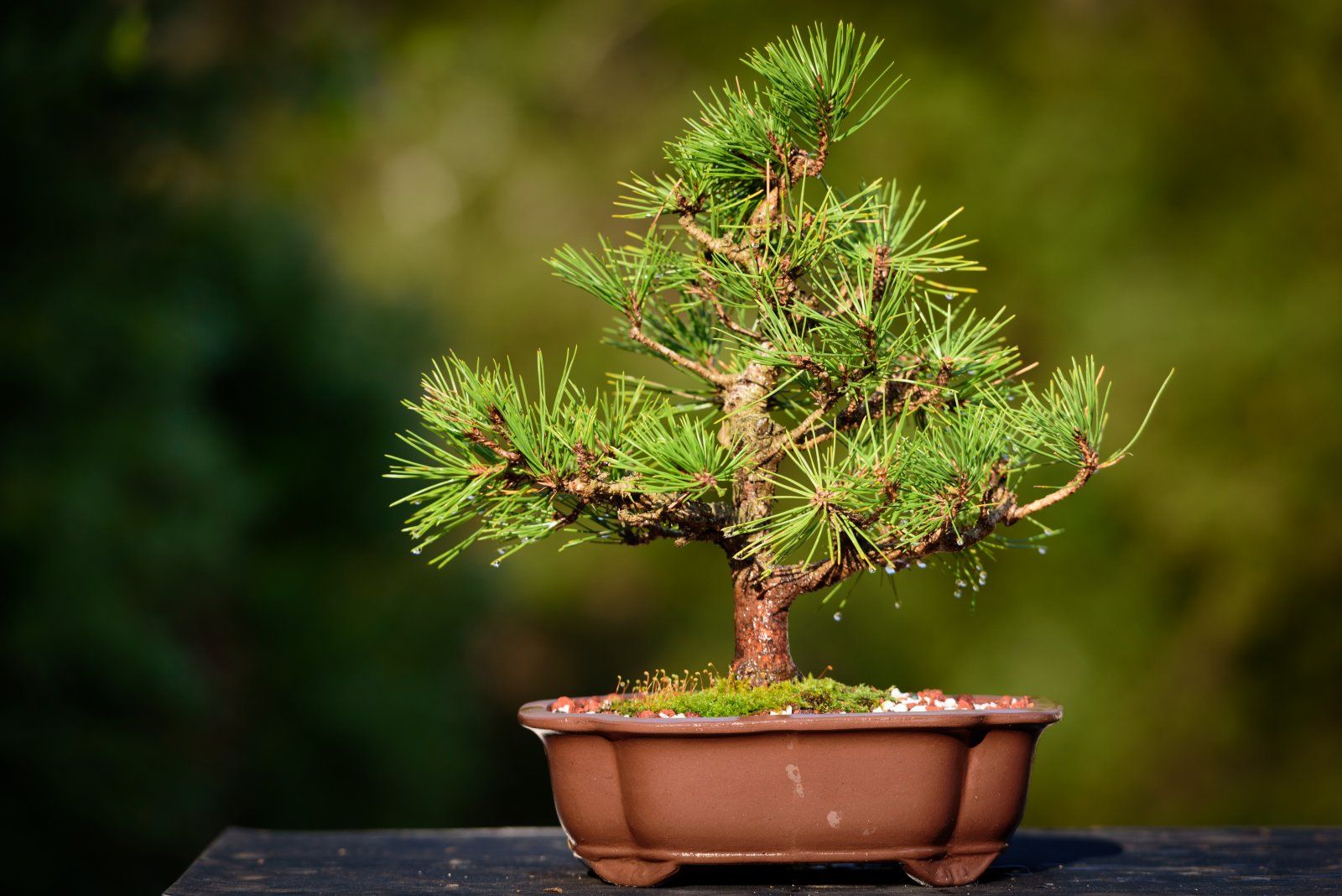 Bonsai Repotting1 2017-18