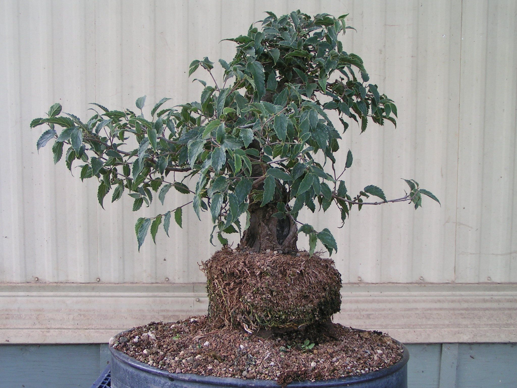 bonsai_91109_002