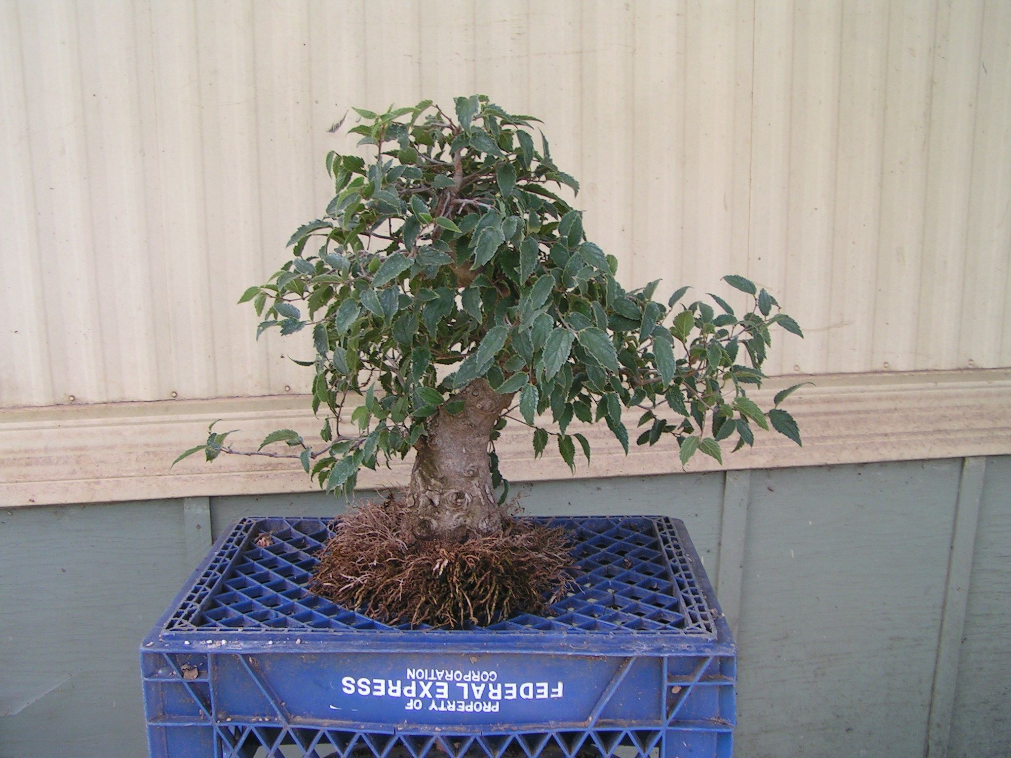 bonsai_91109_012