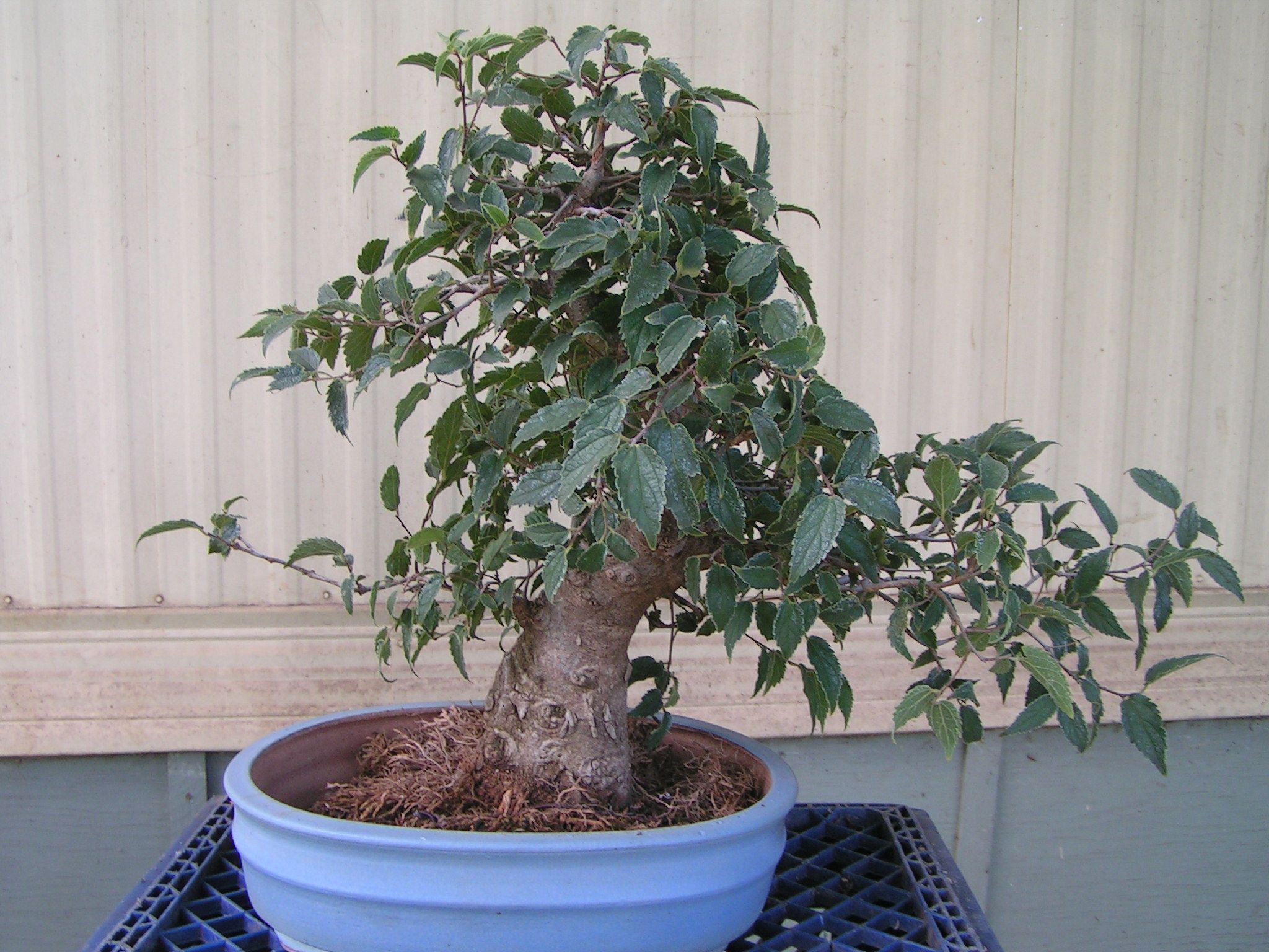 bonsai_91109_014