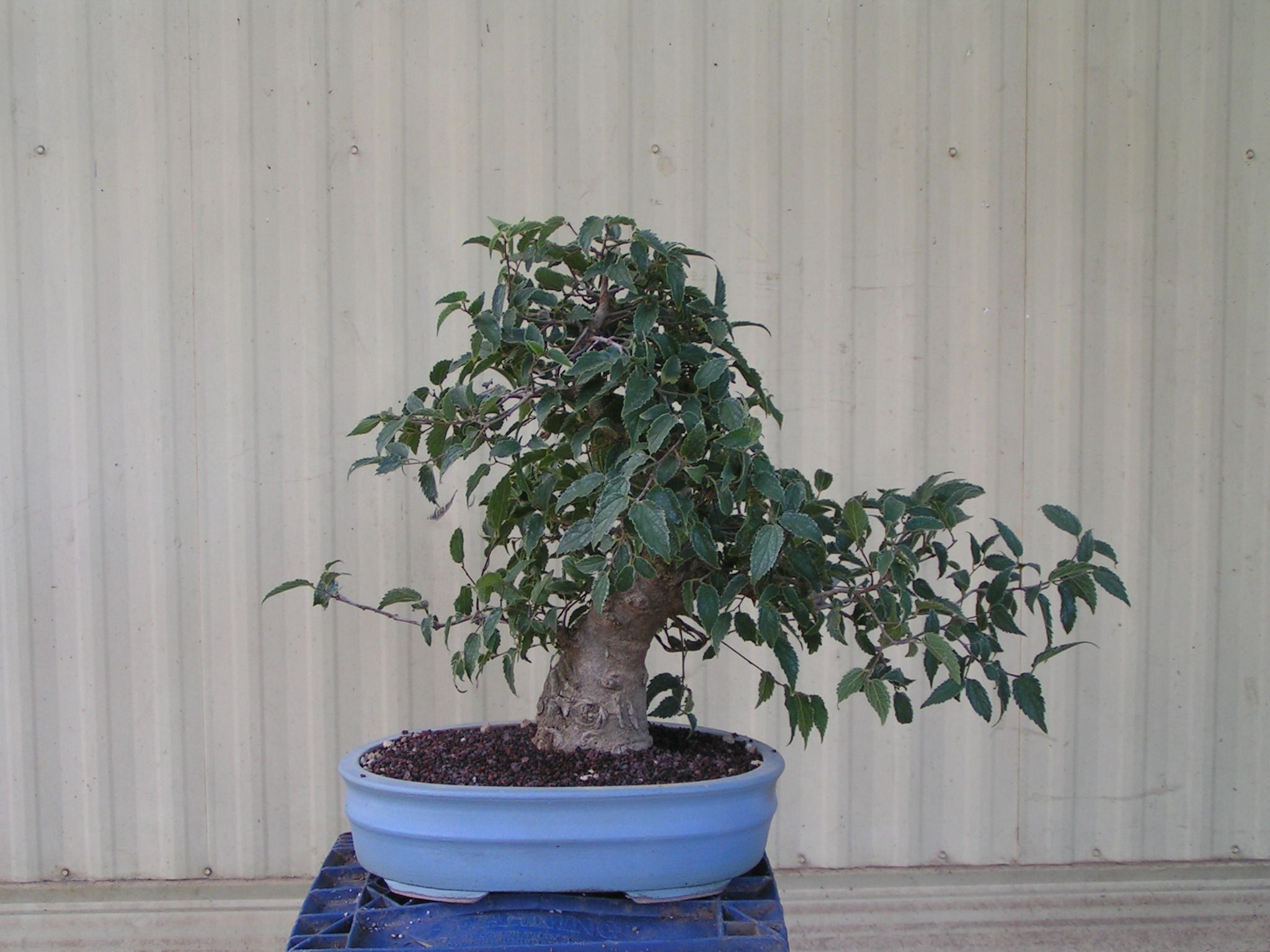 bonsai_91109_016