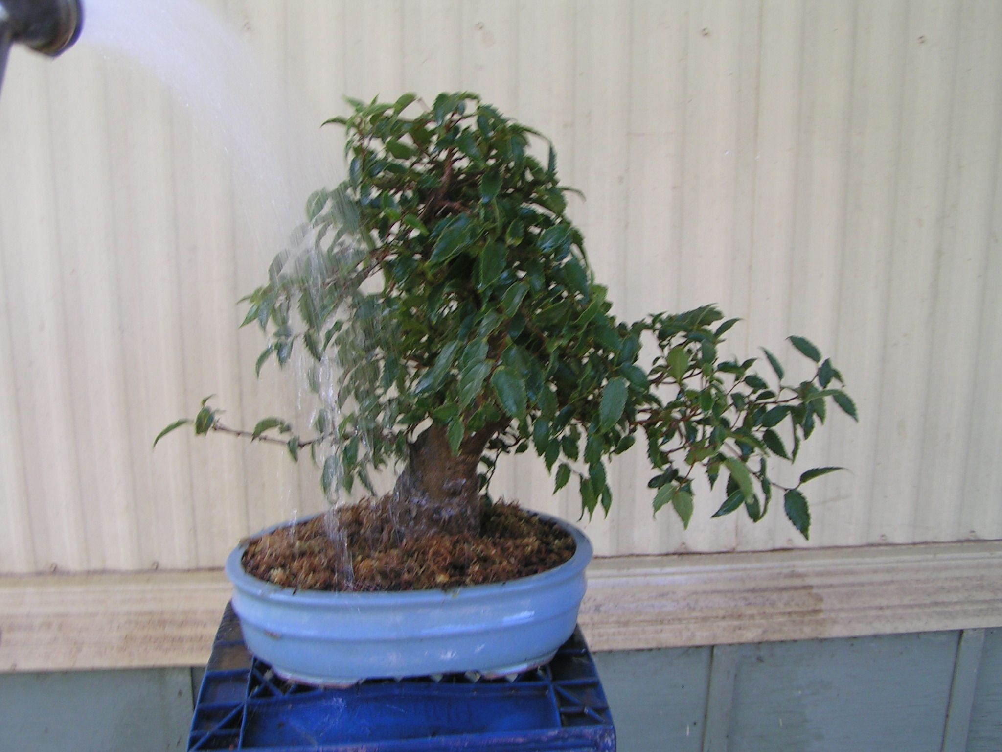 bonsai_91109_025