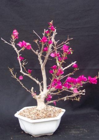 Bougainvilla