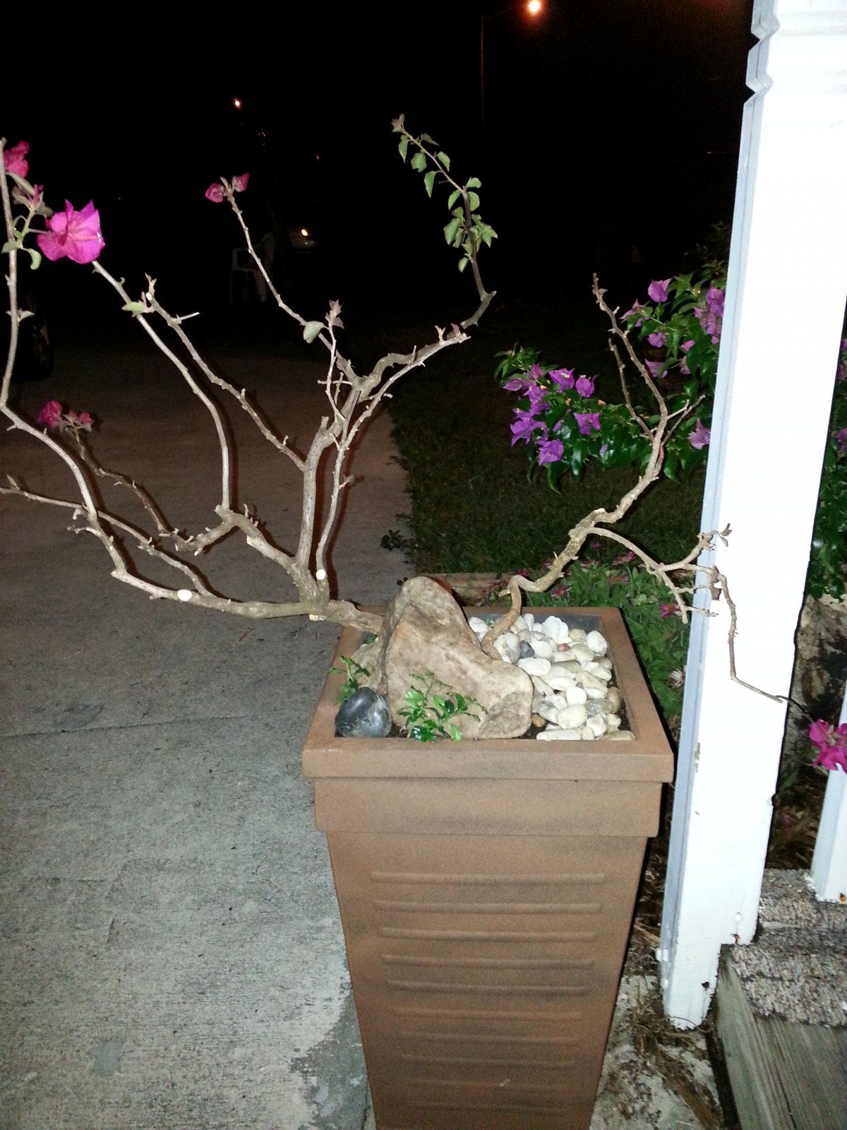 Bougainvillea