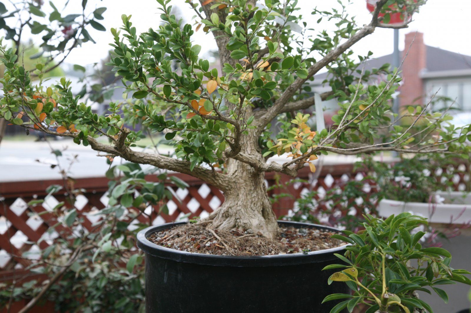 BOXWOOD; B. JAPONICA