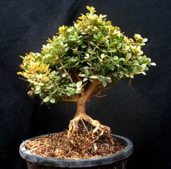 Boxwood, exposed root,