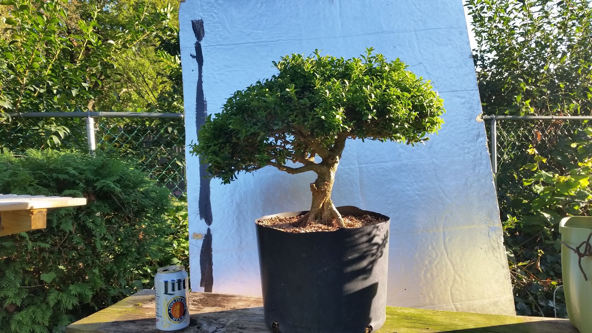 Boxwood