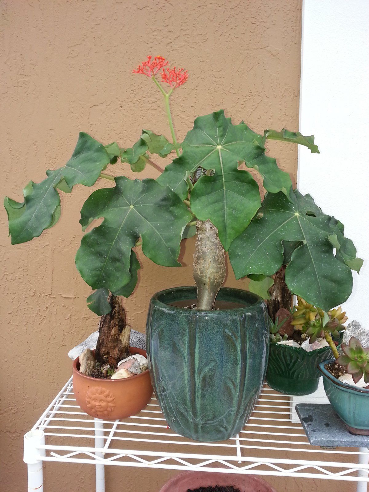 Buddha belly plant and succulents