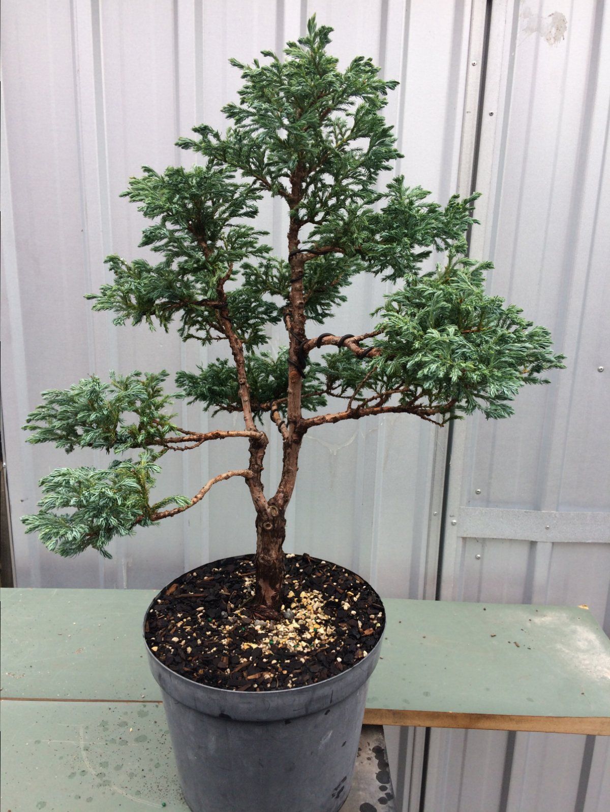 Chamaecypris pisifera “Boulevard”