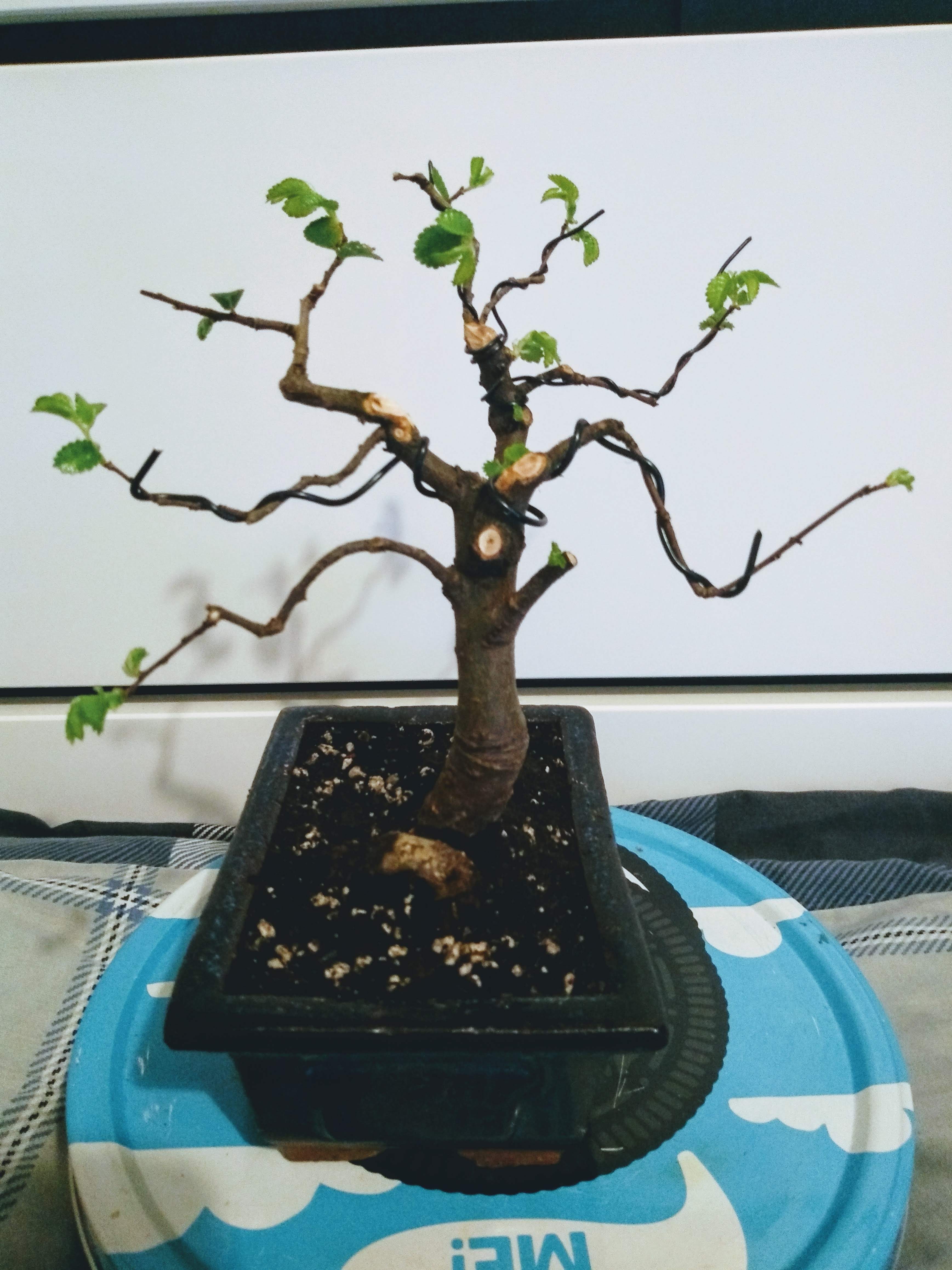 Chinese Elm 02.jpg