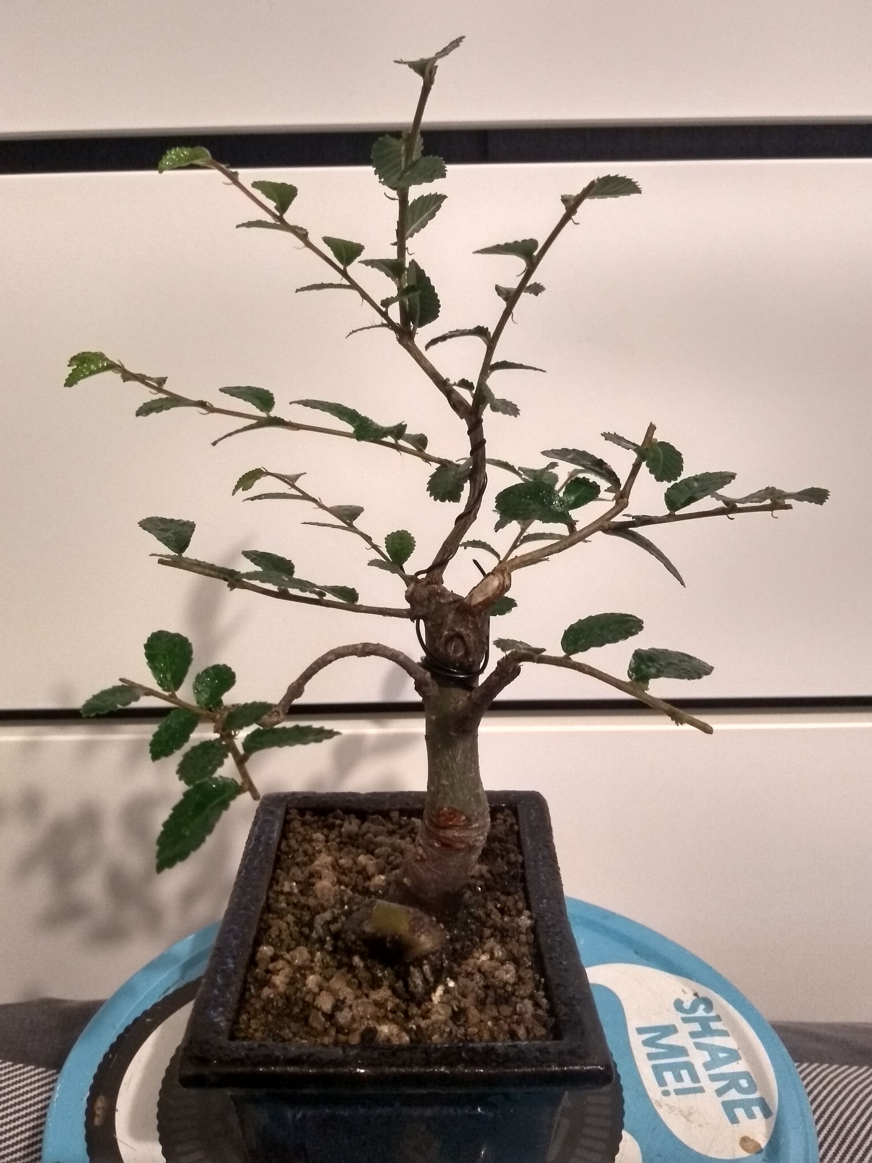 Chinese Elm 05