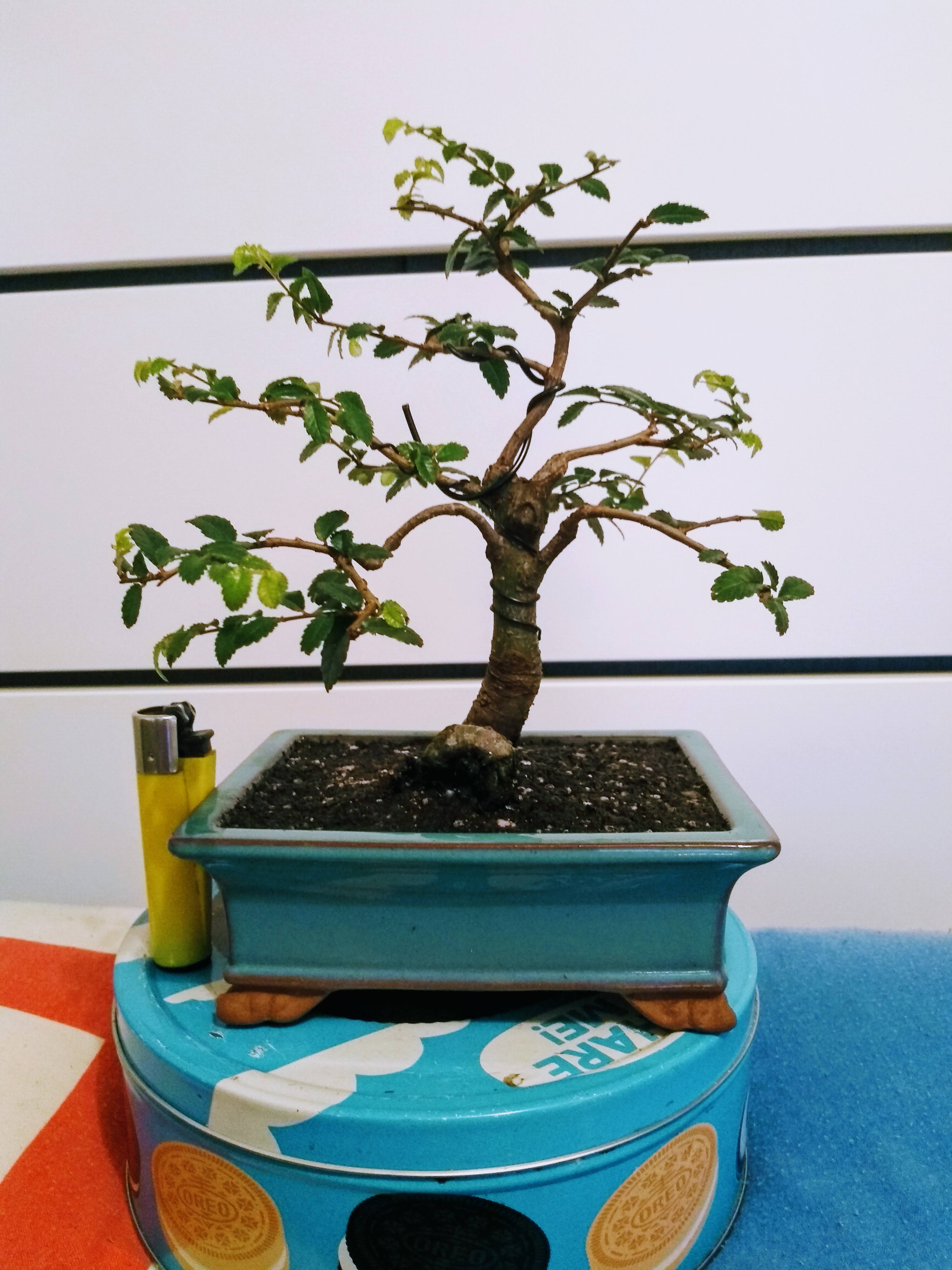 Chinese Elm 07