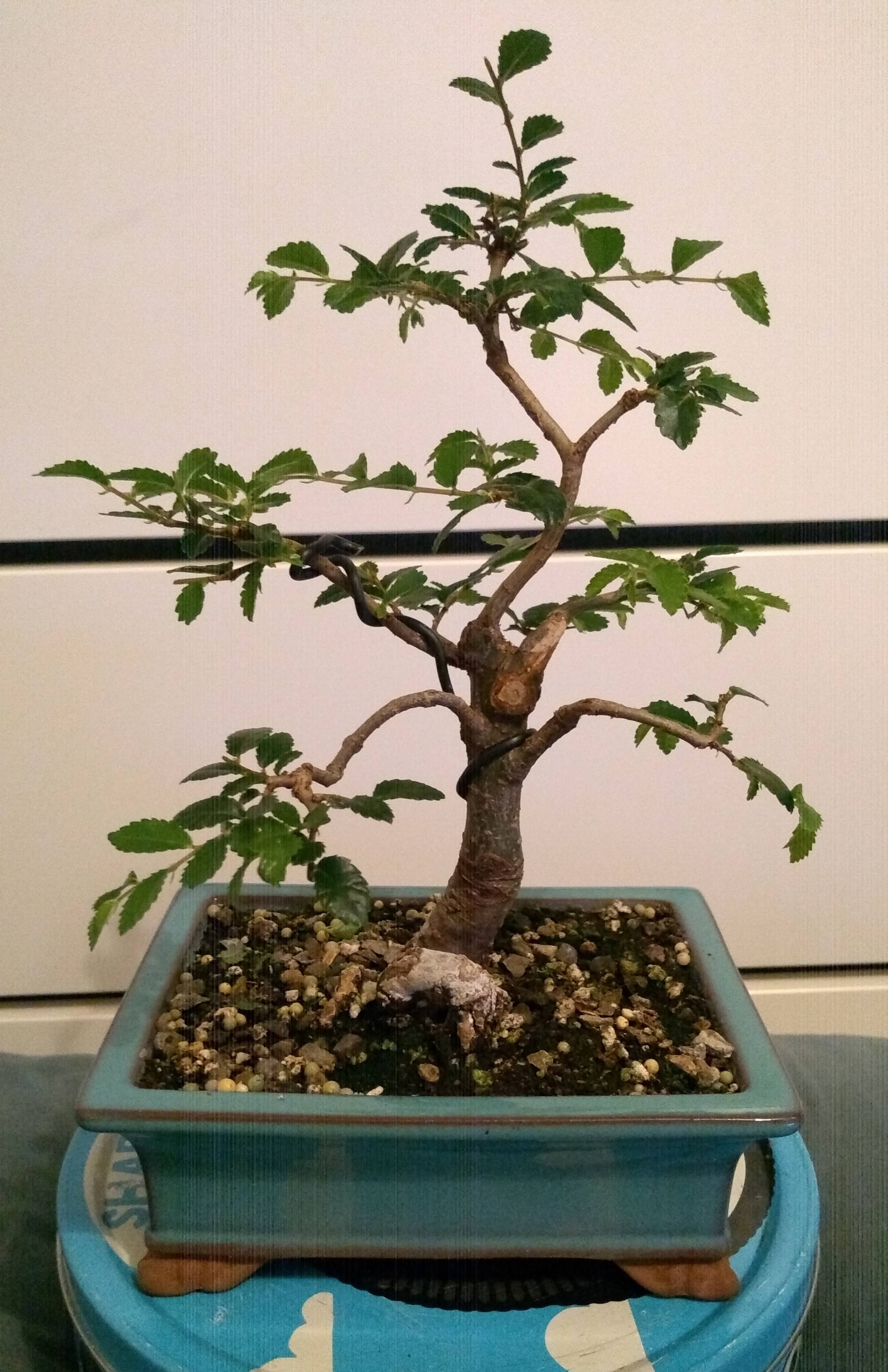 Chinese Elm 08