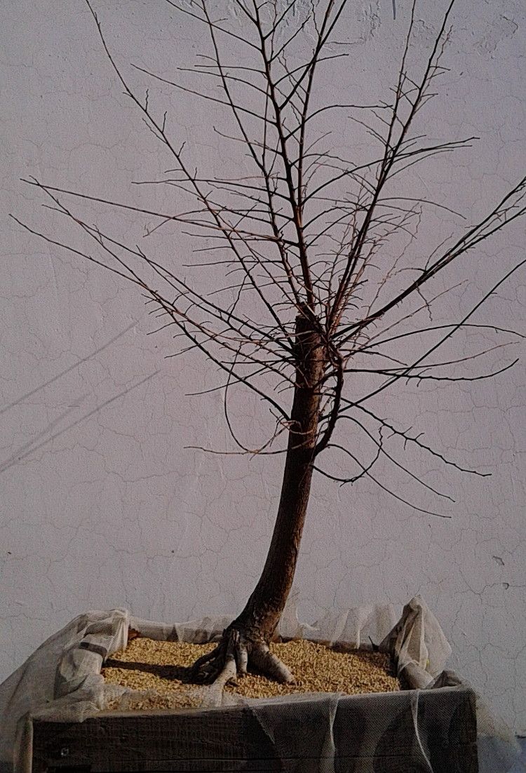 Chinese Elm from Zhejiang