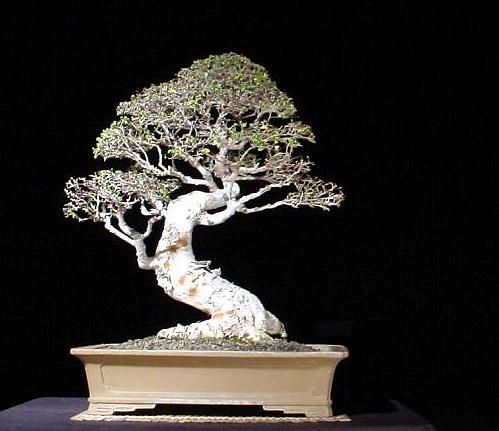 Chinese  Elm