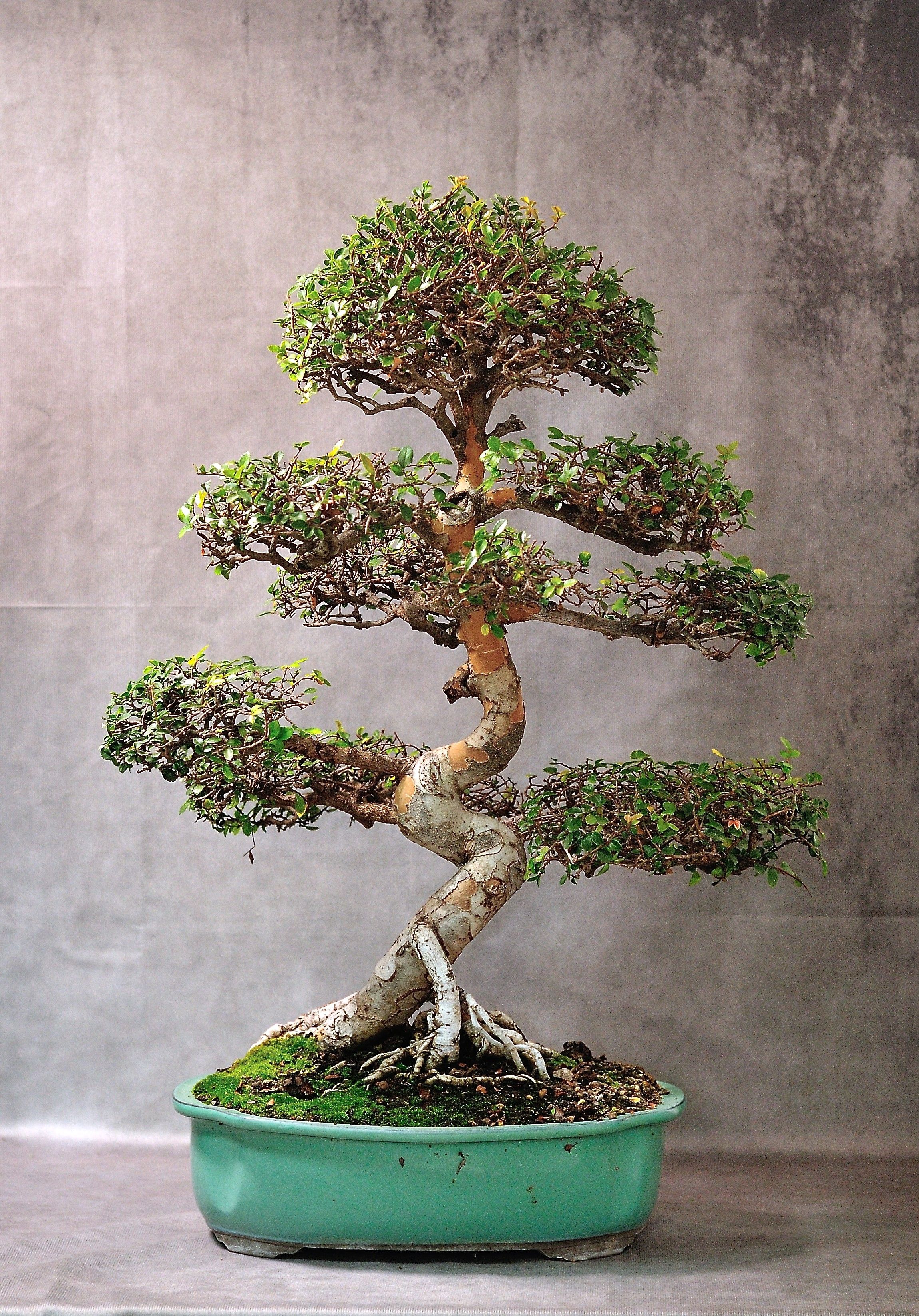 Chinese Elm