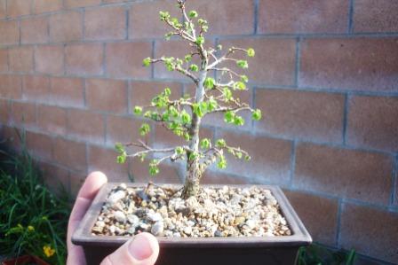 Chinese elm