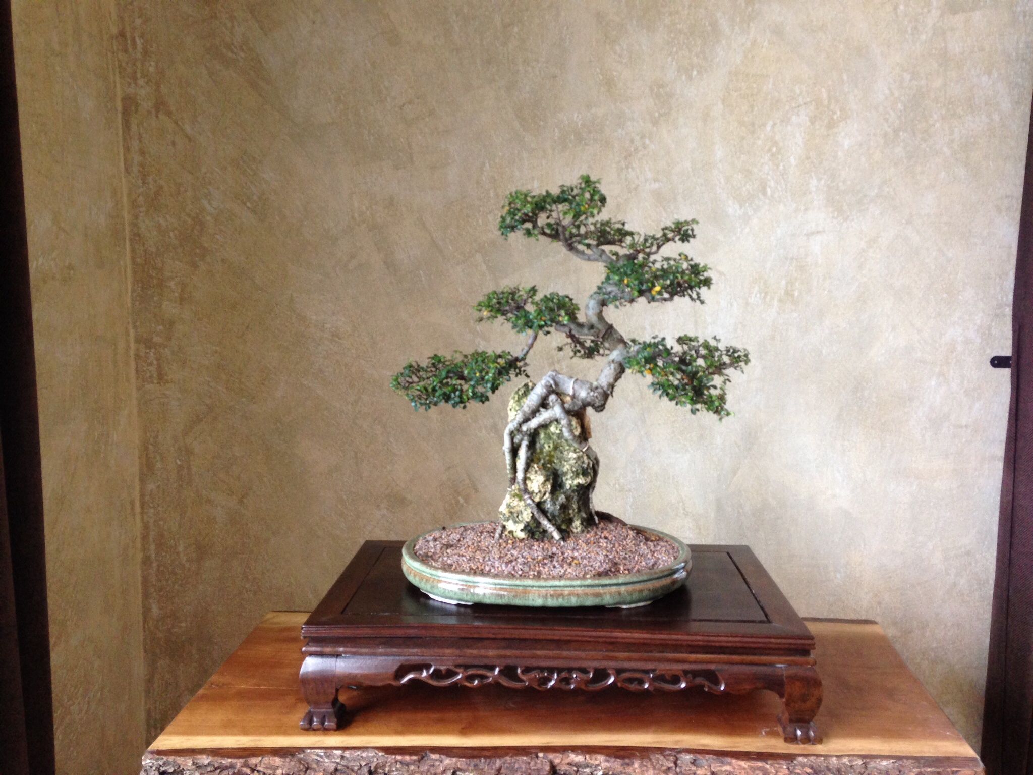 Chinese Elm