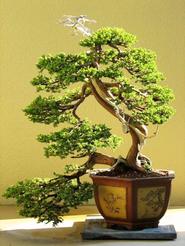 Chinese Juniper (Informal Upright)