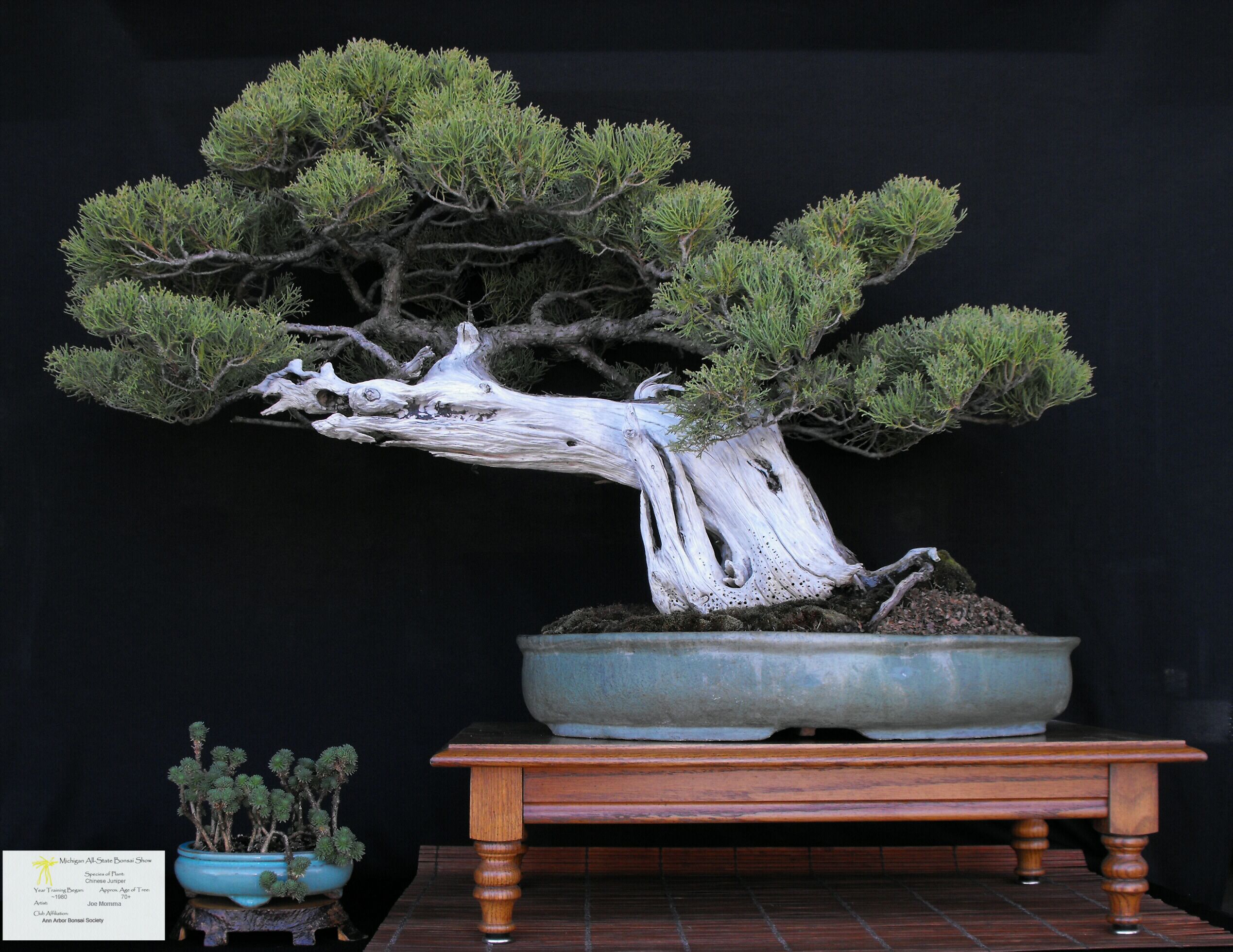 Chinese Juniper.JPG