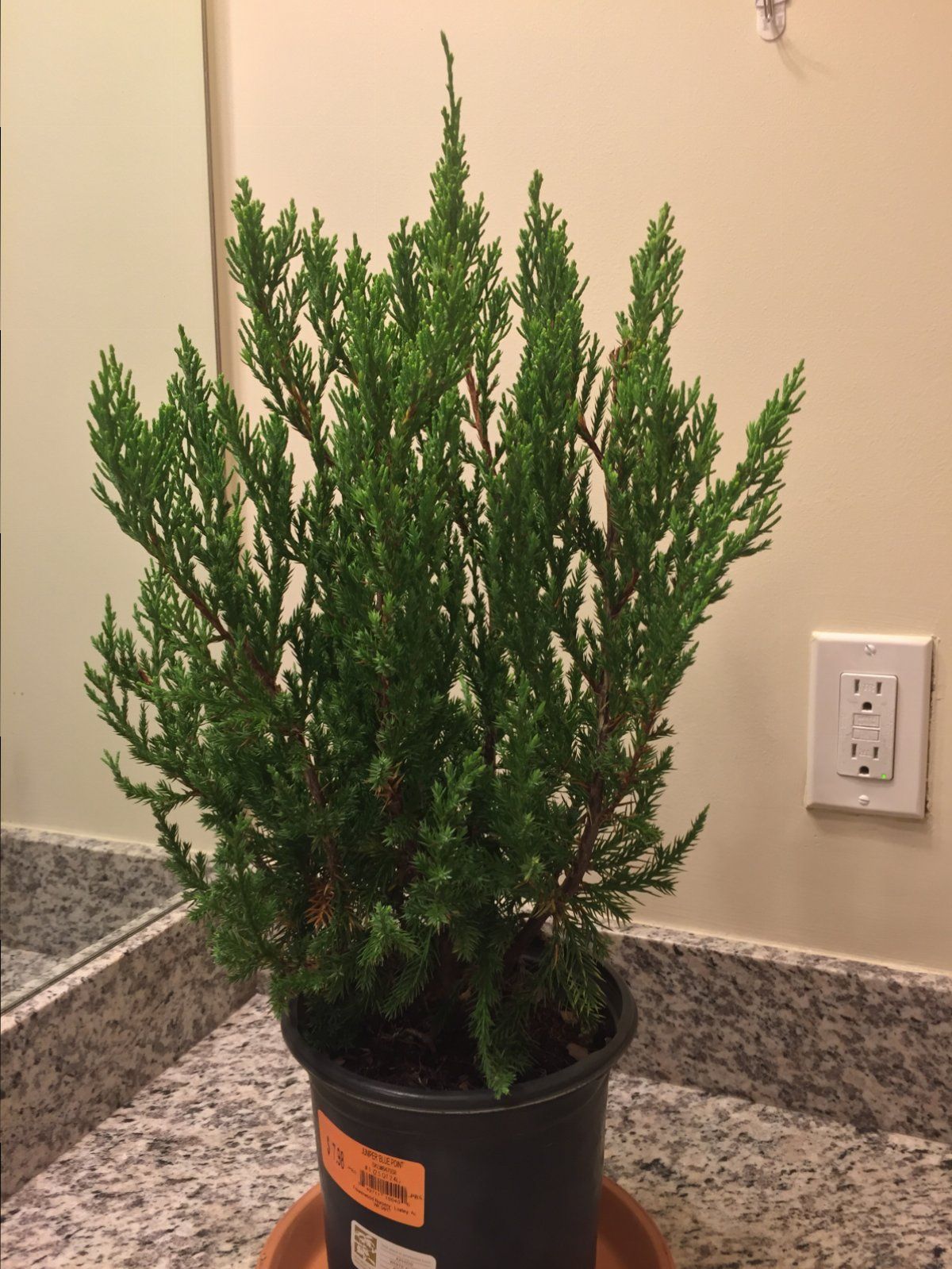 Chinese Juniper