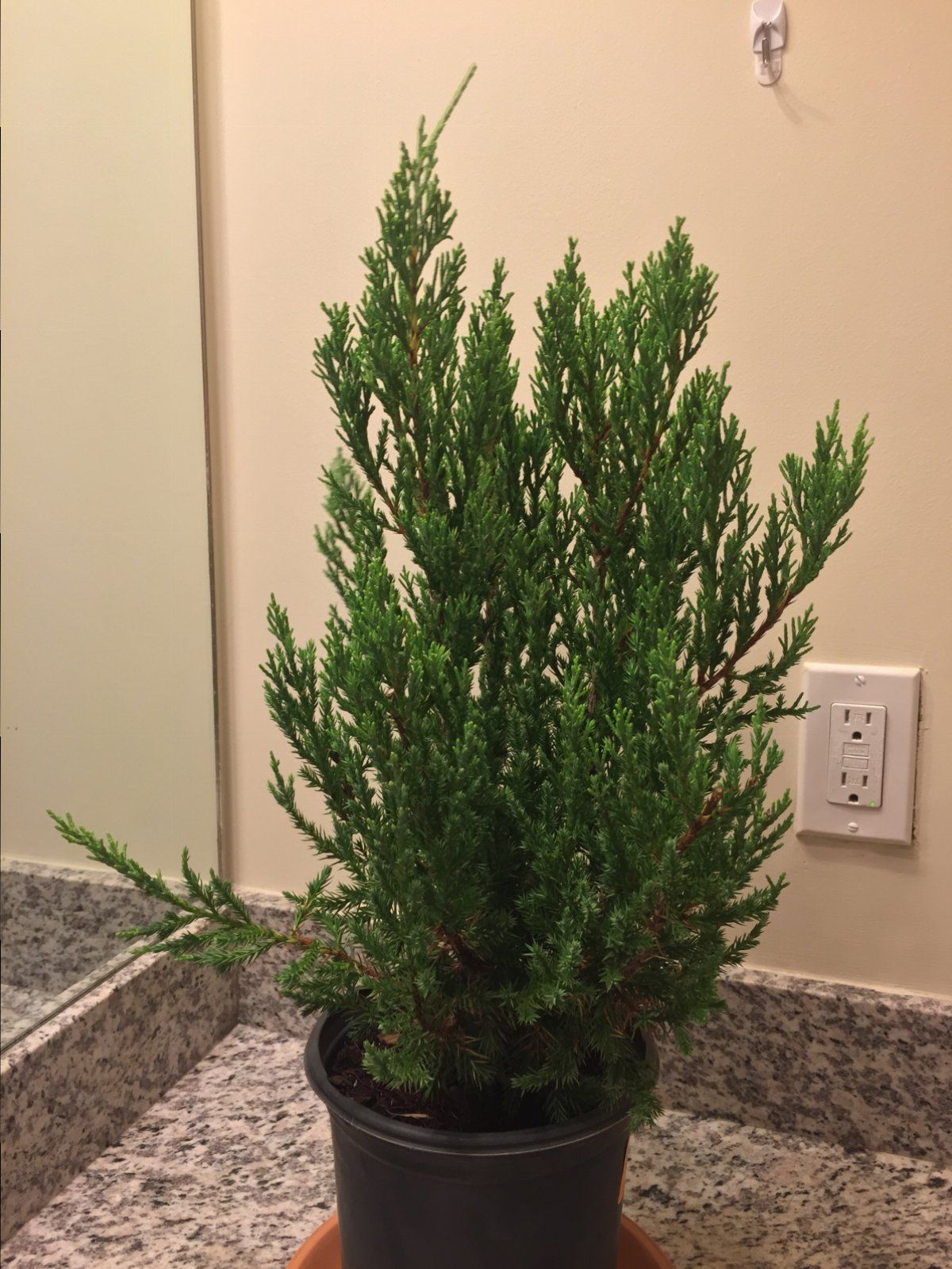 Chinese Juniper