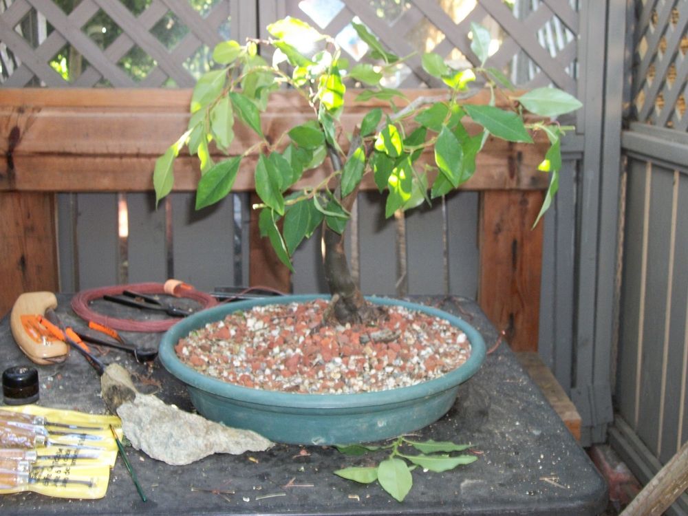 Chinese Quince