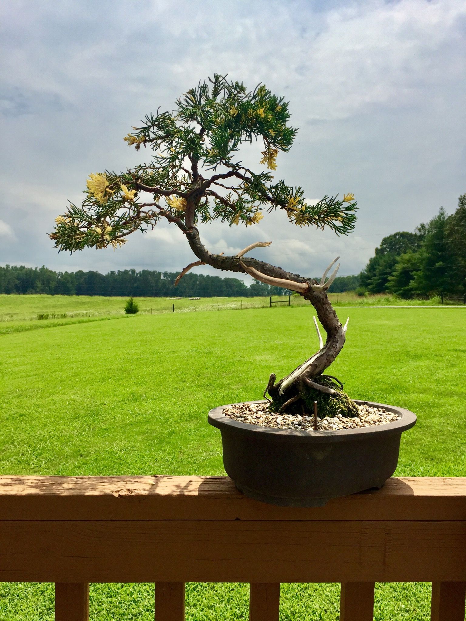 Chinese Variegated Juniper- 2019 John Wall Styling.jpg