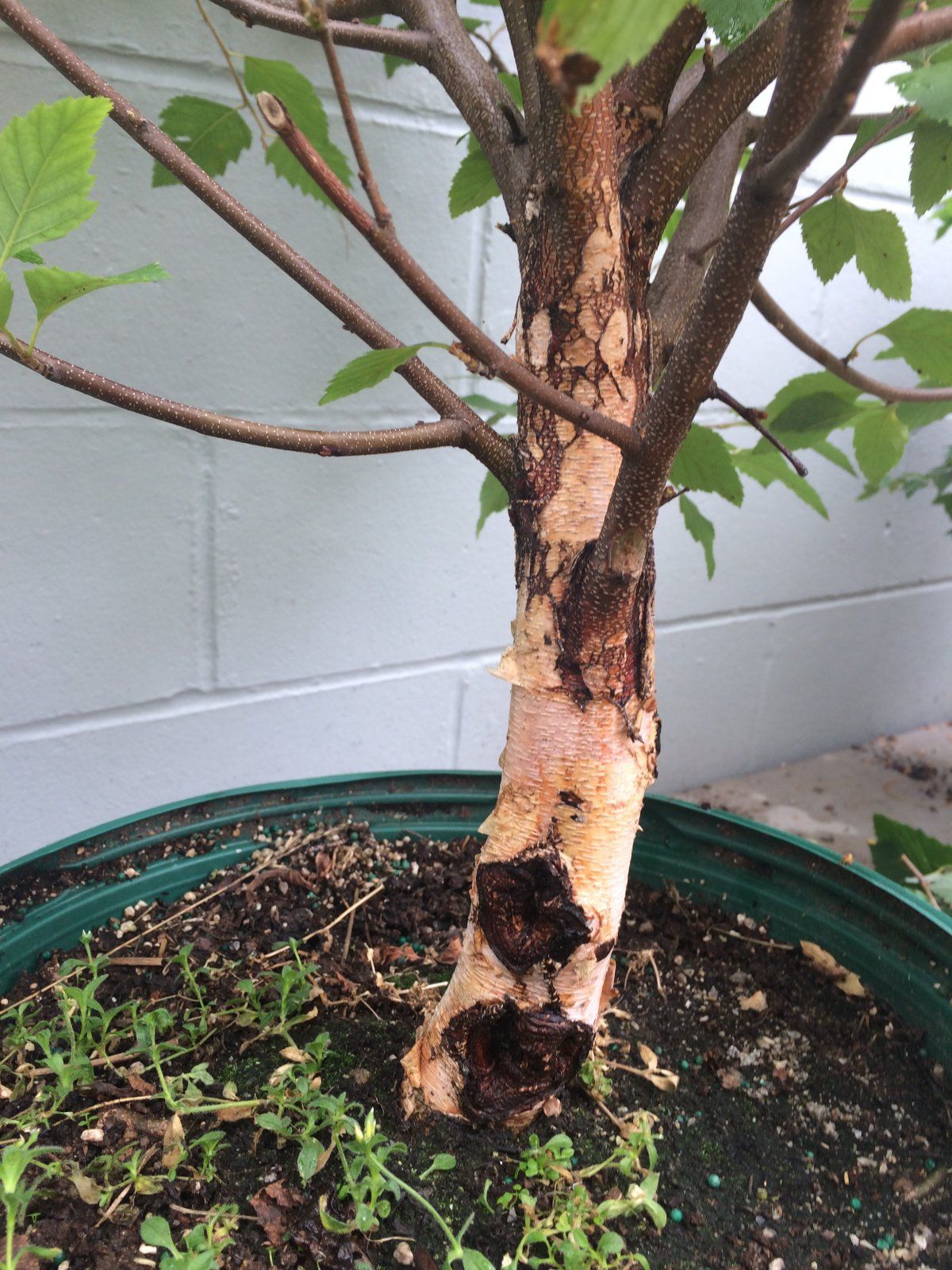 Close up of trunk character