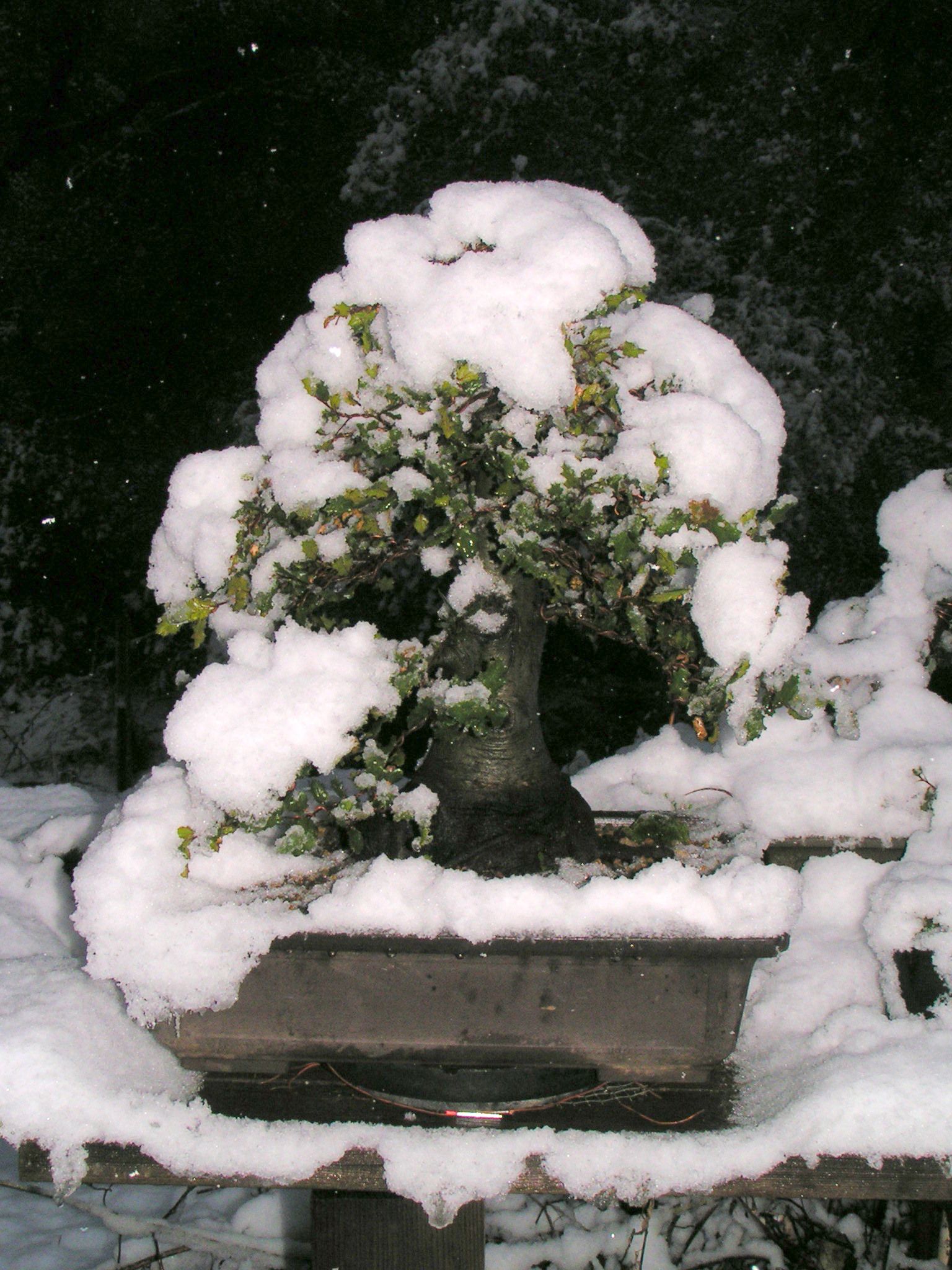 Coast Live Oak in snow