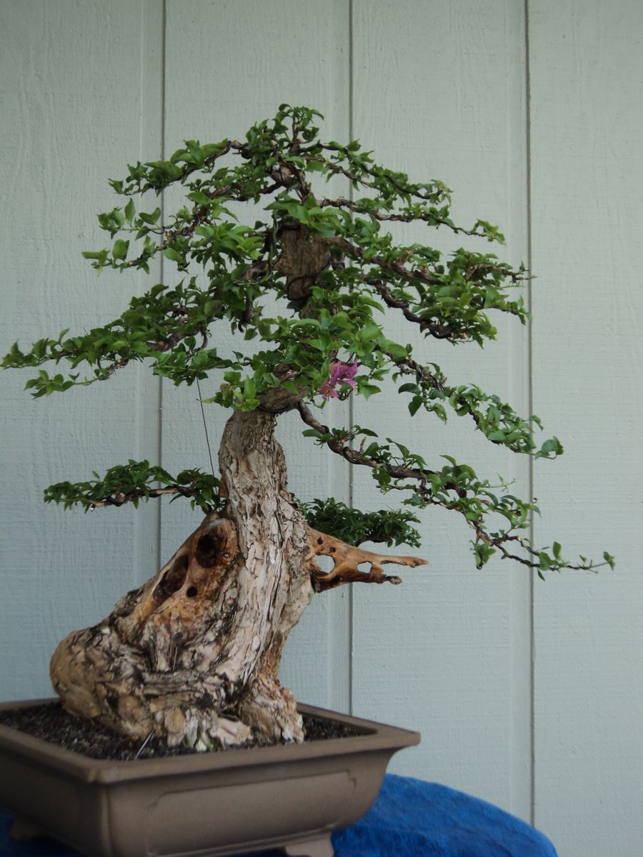 collected bougainvillea  9 months later