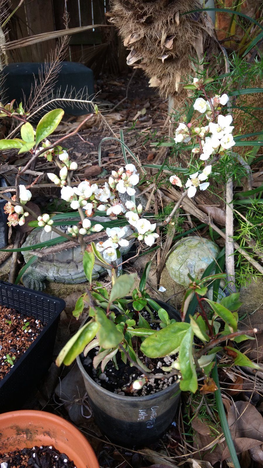 Concorted white quince