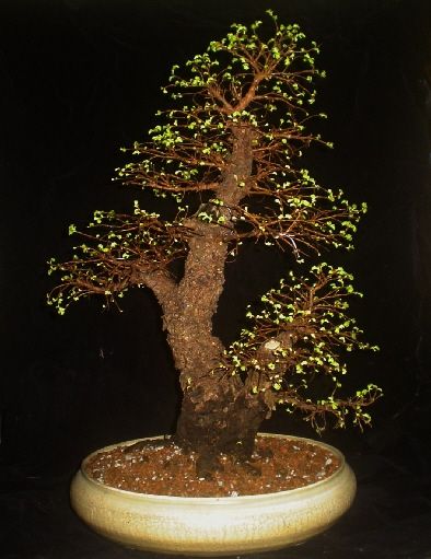 Cork Bark Elm