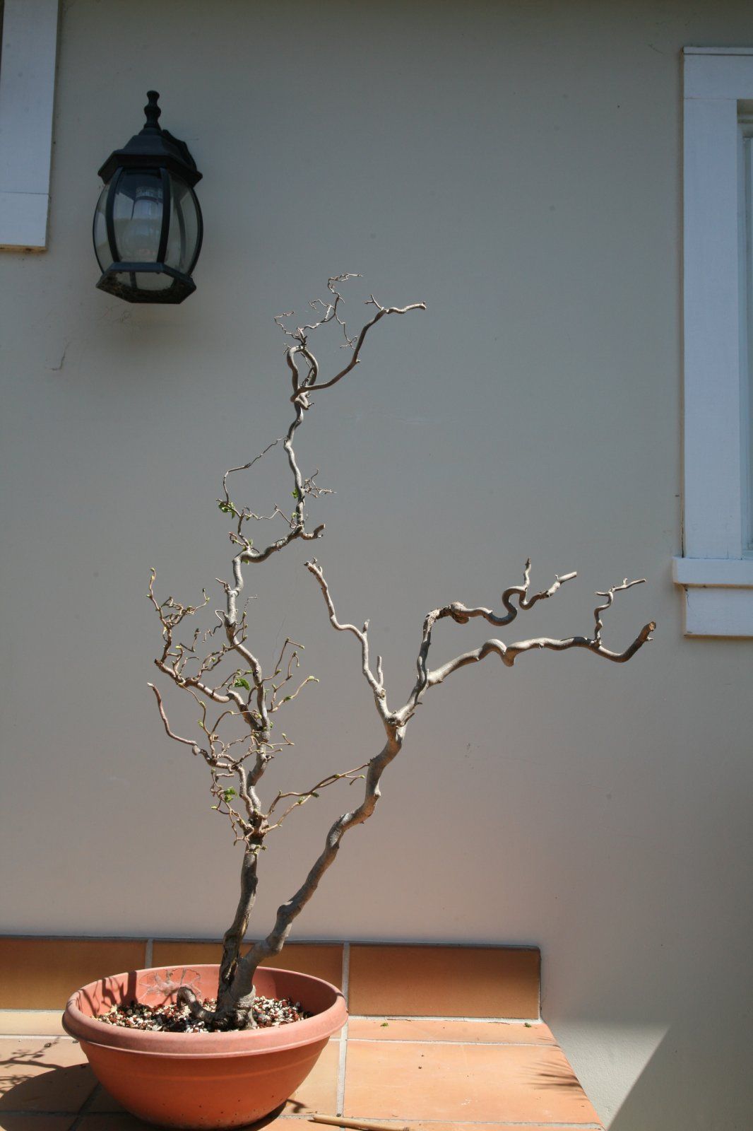 CORKSCREW HAZEL