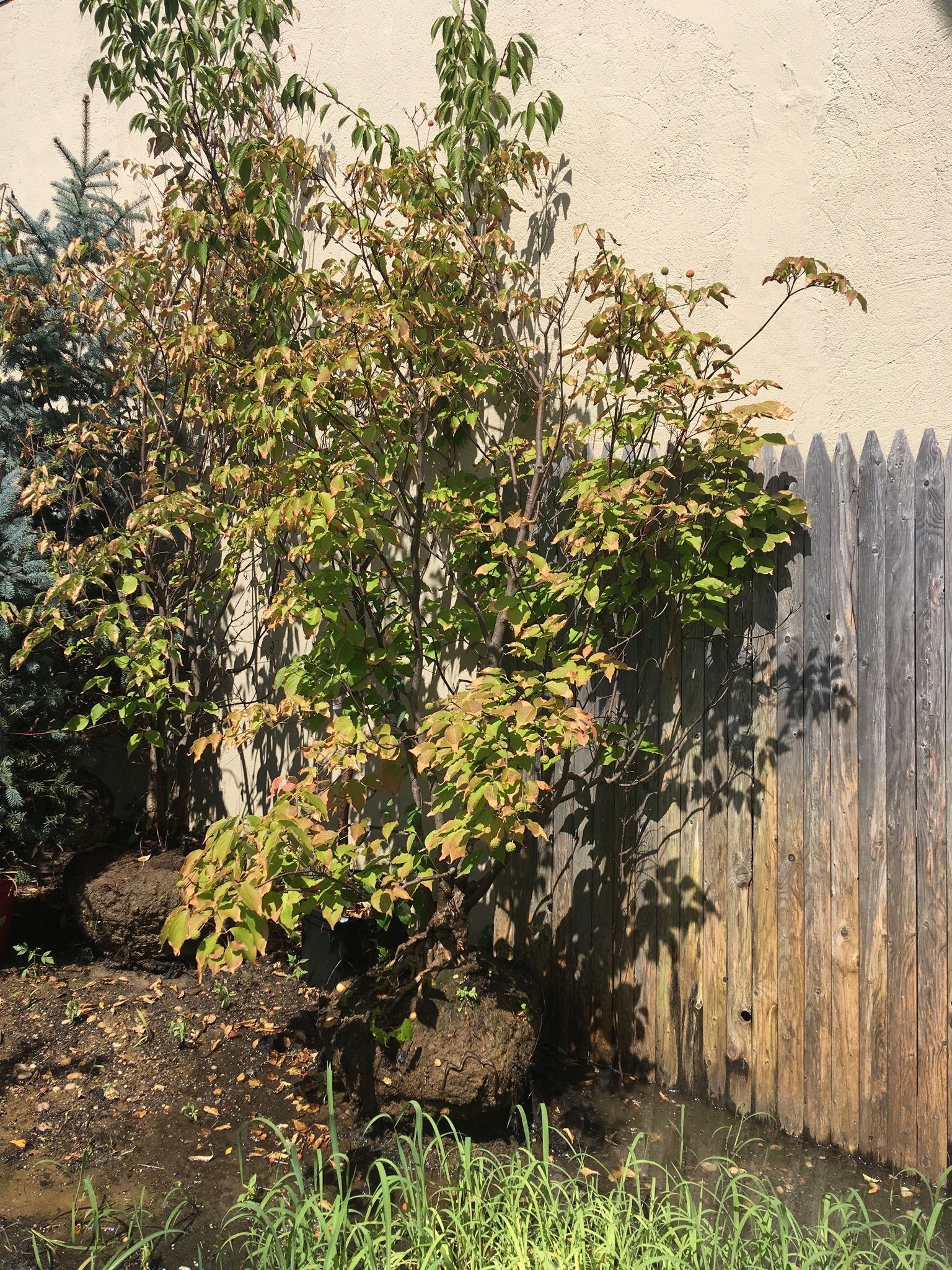 Cornus kousa