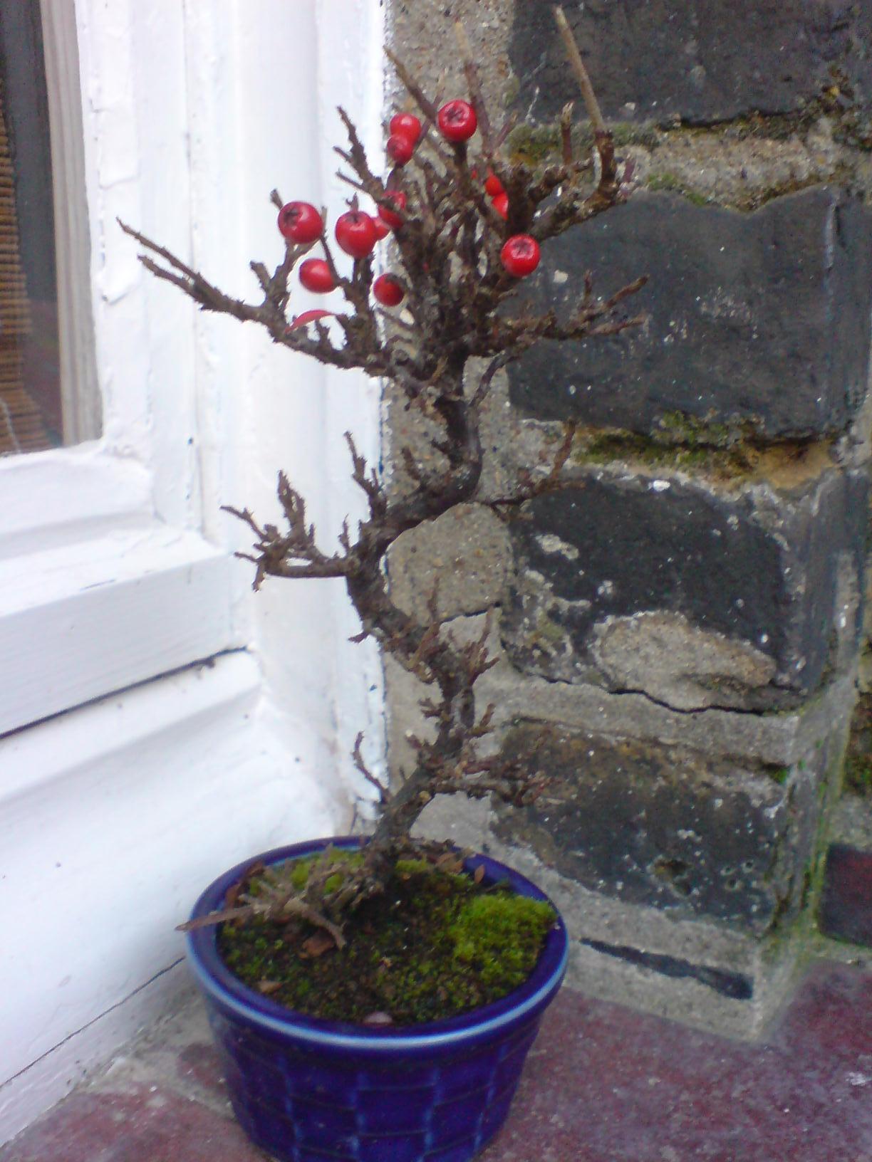 Cotoneaster Horizontalis