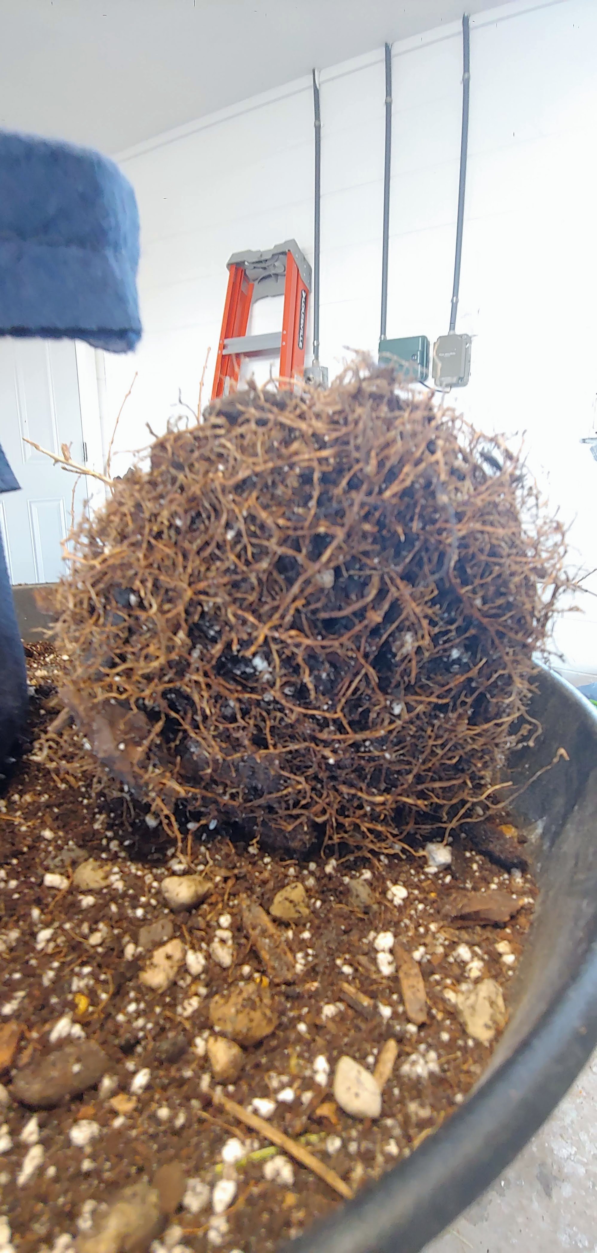 Crape myrtle root ball development in root pouch (3/3)