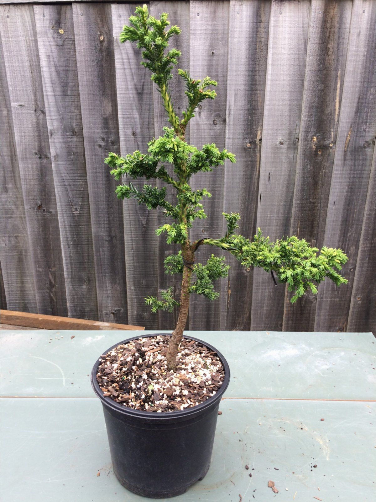 Cryptomeria “Bandai Sugi”