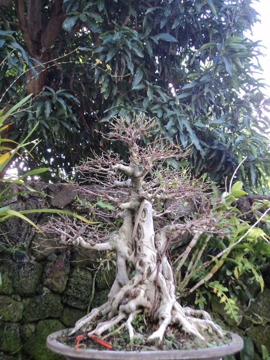 defoliated ficus